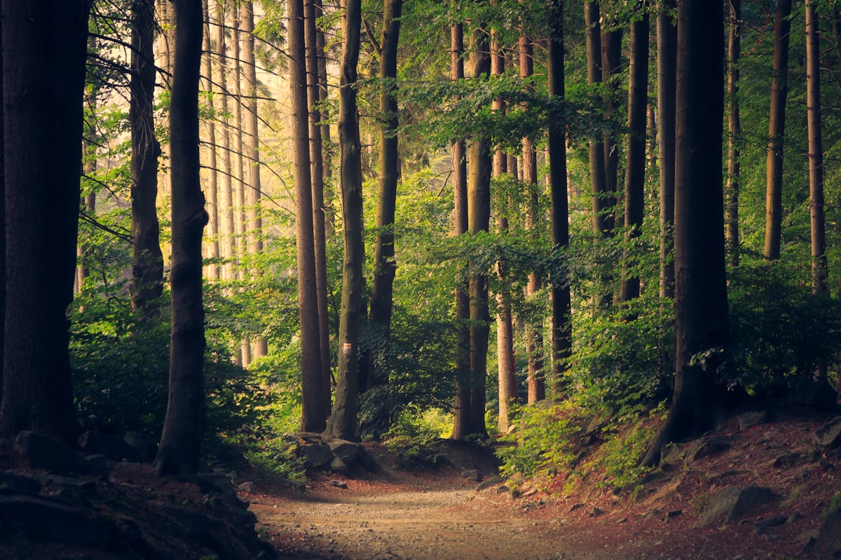 sun forest